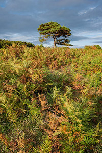 美丽的夏天日落风景图像布拉特利视图在新森林国家公园英格兰 