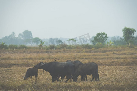泰国稻田里的水牛，过滤的复古图像