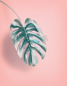 热带悬挂龟背竹叶在柔和桃红色背景，与设计的拷贝空间的夏天背景