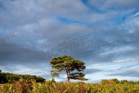 美丽的风景图案摄影照片_美丽的夏天日落风景图像布拉特利视图在新森林国家公园英格兰 