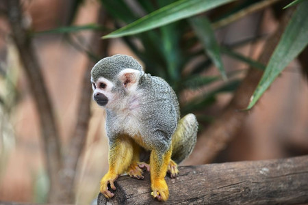 有趣的猴子生活在热带公园