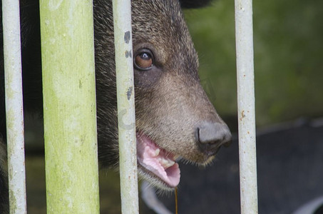 黑熊在笼栏后面寻找