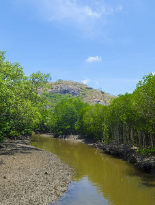 热带国家红树林的图片。泰国绿色肥沃的红树林照片。