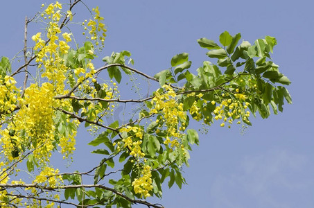 金花或Cassia Fistula，泰国国花