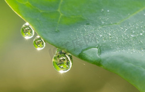 绿色水滴树叶摄影照片_蔬菜绿叶上的水滴
