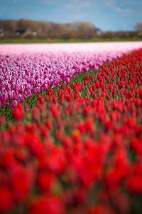 荷兰种植红色郁金香的田野。。荷兰的红郁金香