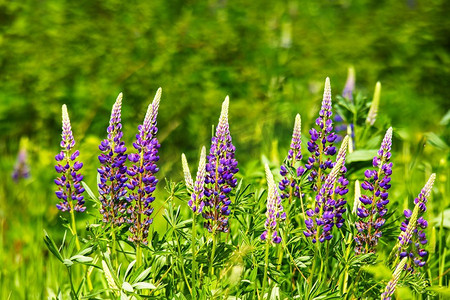 羽扇豆花摄影照片_羽扇豆属，花粉红色，紫色和蓝色。一束羽扇豆花的夏花背景