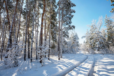 白雪摄影照片_冬季的风景白雪覆盖的森林。圣诞背景不错