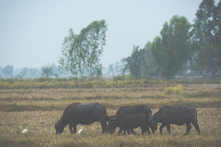 泰国稻田里的水牛，过滤的复古图像