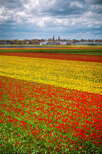 春天，北荷兰的一片粉红色、红色和橙色的郁金香花田。北荷兰的粉色、红色和橙色郁金香田
