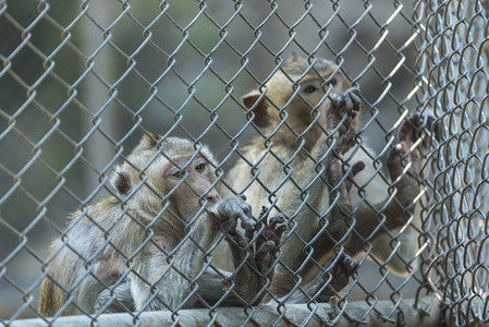 野生动物园摄影照片_笼中猴子
