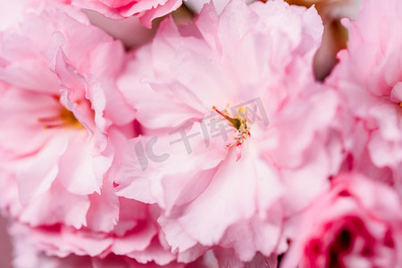 粉红色樱花樱花树花开在春天
