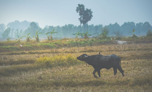泰国稻田里的水牛，过滤后的复古形象