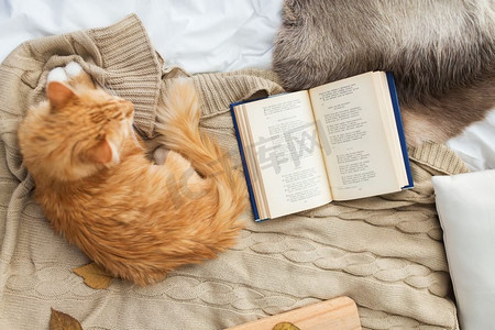 室内冬天摄影照片_宠物，卫生和家畜概念-冬天躺在家里毯子上的红色猫猫。冬天躺在家里毯子上的红猫猫