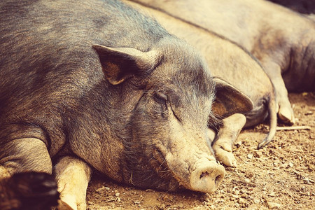 猪可爱动物摄影照片_越南猪。绿色田野里的越南猪