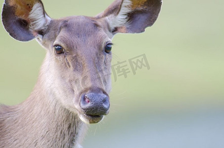 cervus摄影照片_桑巴鹿是一种原产于南亚和东南亚的大型鹿
