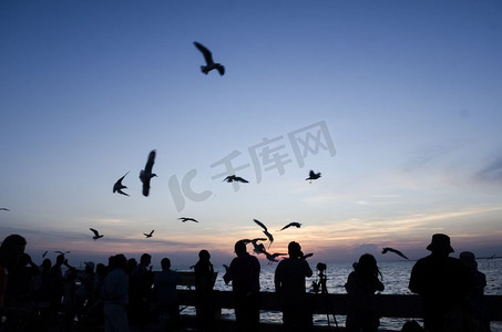 泰国邦普海滩，夕阳下的海鸥