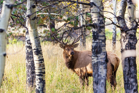 林中麋鹿摄影照片_美国科罗拉多州秋季森林中的山牛麋鹿