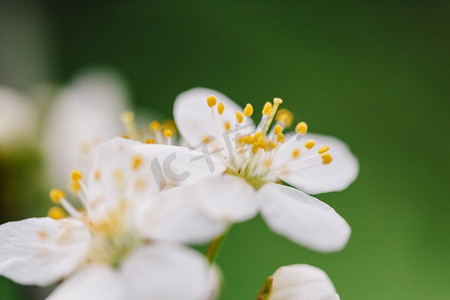 春天的白梅树花