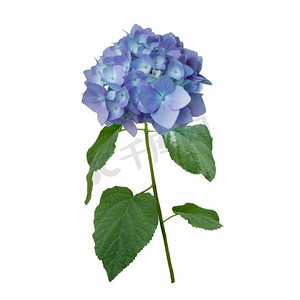 在白色背景隔绝的蓝色绣球花。蓝色绣球花