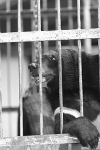 黑熊在笼子里，黑色和白色
