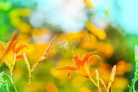 颜色美摄影照片_鲜花。美丽花朵的特写镜头。适合花卉背景。