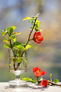 日本观赏木瓜--小花瓶里的木瓜。日本观赏木瓜--木瓜