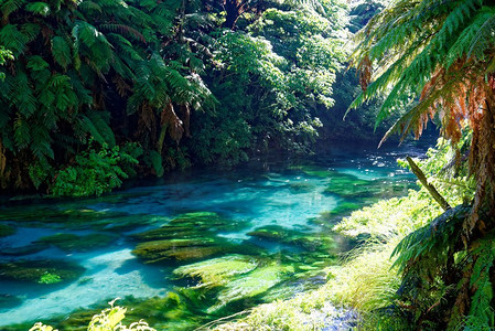 新西兰怀卡托，蓝泉。清澈的河流在南怀卡托，新西兰