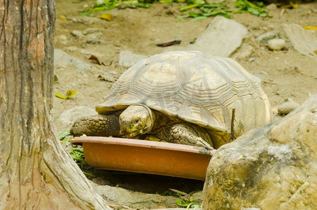 铠甲摄影照片_海龟繁殖在动物园开放，泰国