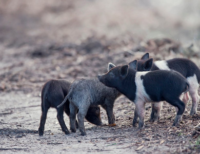 猪饲料摄影照片_佛罗里达湿地的野生仔猪