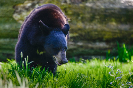 美国黑熊Ursus Americanus在郁郁葱葱的森林景观设置