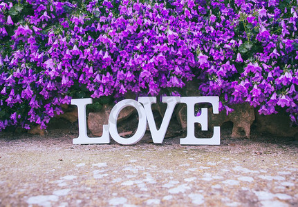 紫色花园里的情话