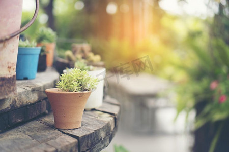 收集各种仙人掌和肉质植物在不同的盆栽。盆栽仙人掌室内植物