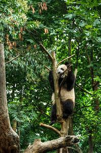 坐在竹林里的大熊猫。大熊猫