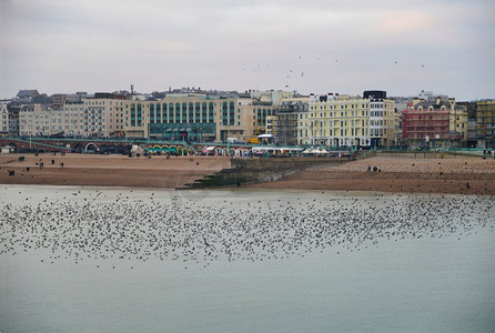 冬日惊艳的八哥鸟语飞过海面
