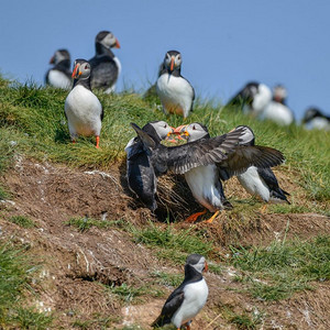 英格兰诺森伯兰郡美丽的大西洋海雀或科蒙海雀在晴朗的春天