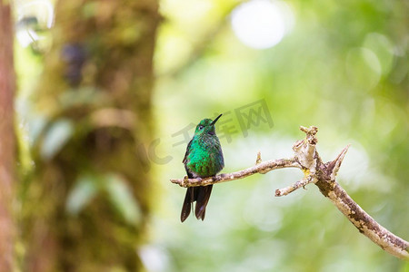 科利布里中美洲哥斯达黎加的五颜六色的蜂鸟