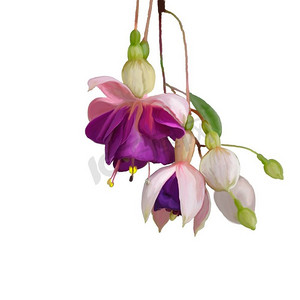 数字花卉摄影照片_数字绘画紫色紫红花在白色背景。  玫瑰花水彩