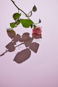 情人玫瑰摄影照片_粉红色玫瑰与芽对粉红色背景和他们的阴影与复制空间，平奠定。粉红色玫瑰与芽反对粉红色背景与阴影。