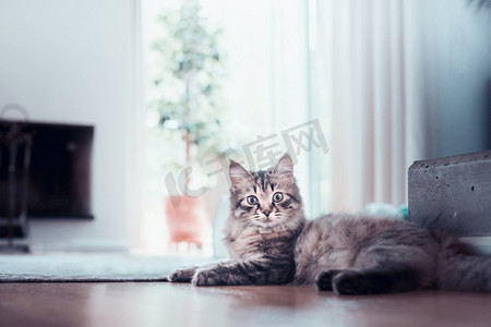 年轻的毛茸茸的猫躺在客厅里，看着相机。西伯利亚猫生活
