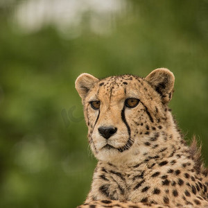 令人惊叹的亲密肖像猎豹Acinonyx Jubatus在五颜六色的风景