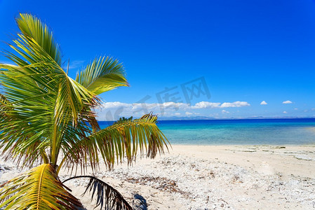 后裔和嫦娥团圆摄影照片_斐济白色沙滩上的棕榈树