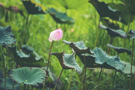 湖中粉红莲花