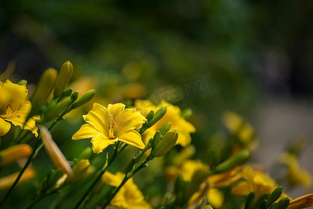 美丽的充满活力的黄色百合花在夏天的阳光