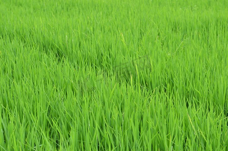 泰国绿色稻田