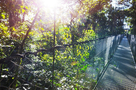 Handing桥在绿色丛林，哥斯达黎加，中美洲