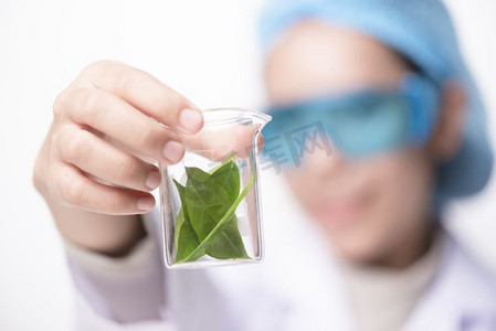 科学家手拿着绿叶在实验室玻璃比色皿。生物技术概念。