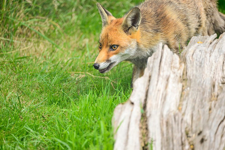 赤狐vulpes vulpes美丽的图象在郁郁葱葱的夏天乡村风景
