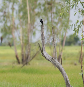 costa摄影照片_一只黑鹰鸟坐在树枝上