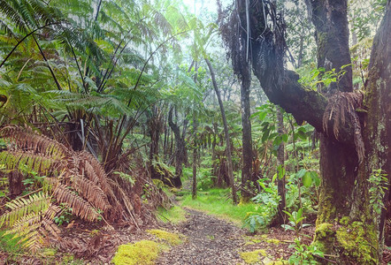 巨大的蕨类树在热带雨林，夏威夷岛